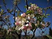 09 Esplosione di fiori sul melo